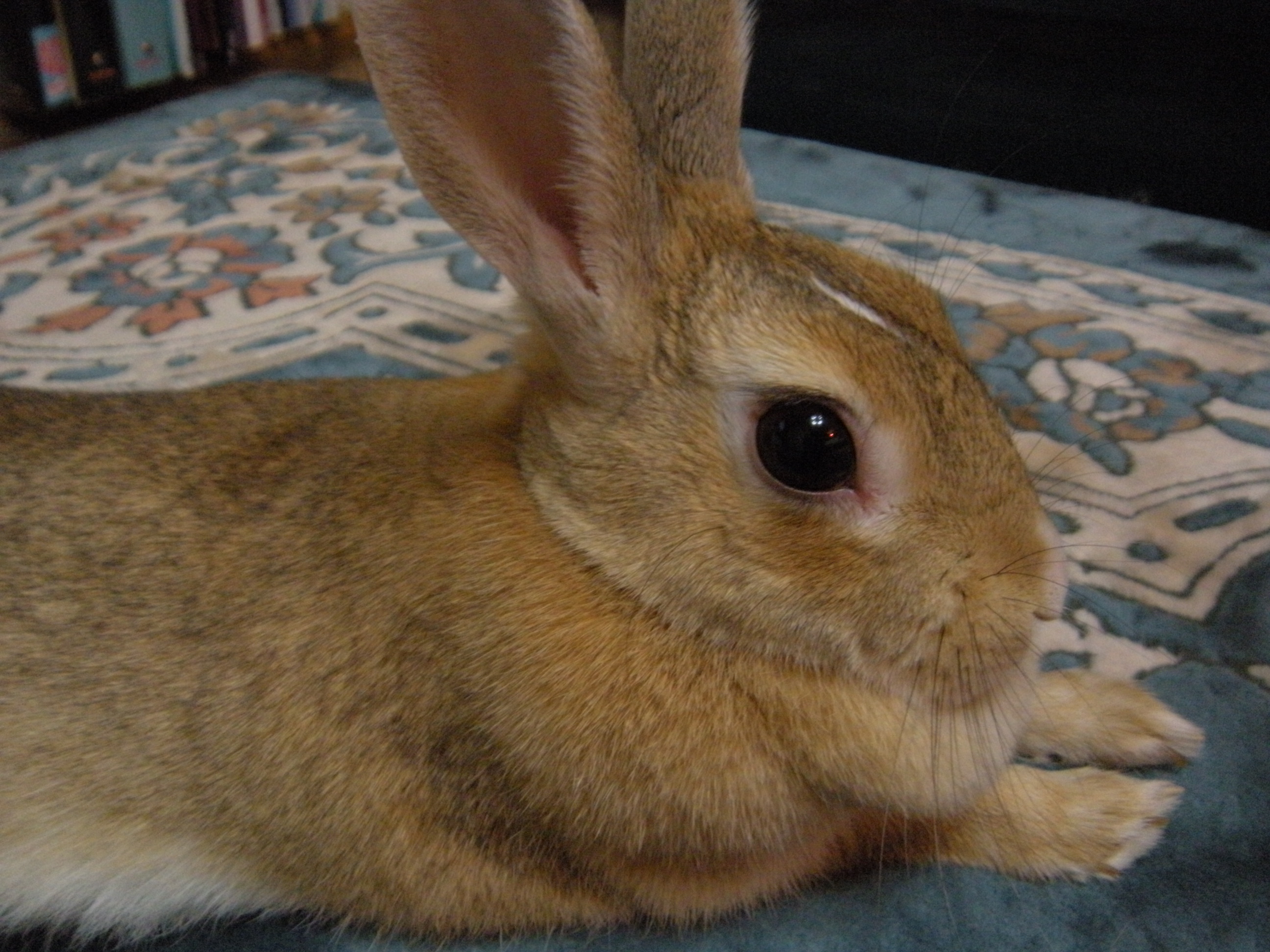 鼻息荒め うさぎと楽しい生活