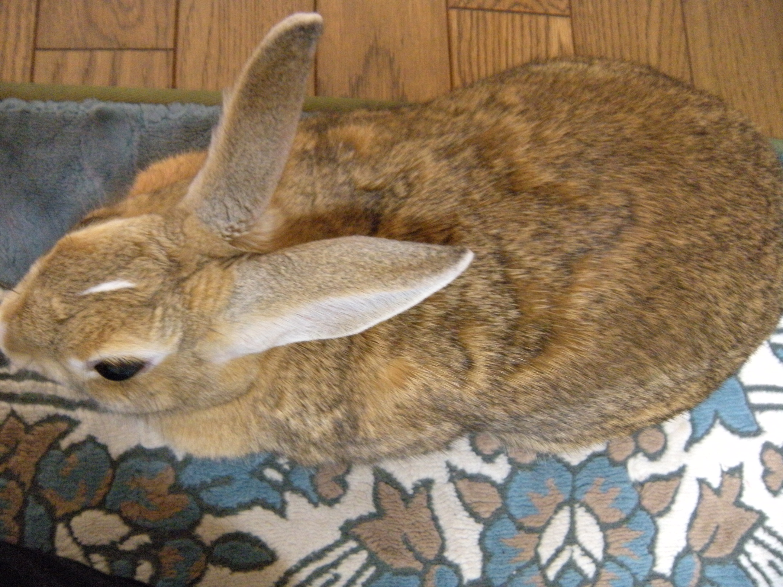 夏ウサギ うさぎと楽しい生活